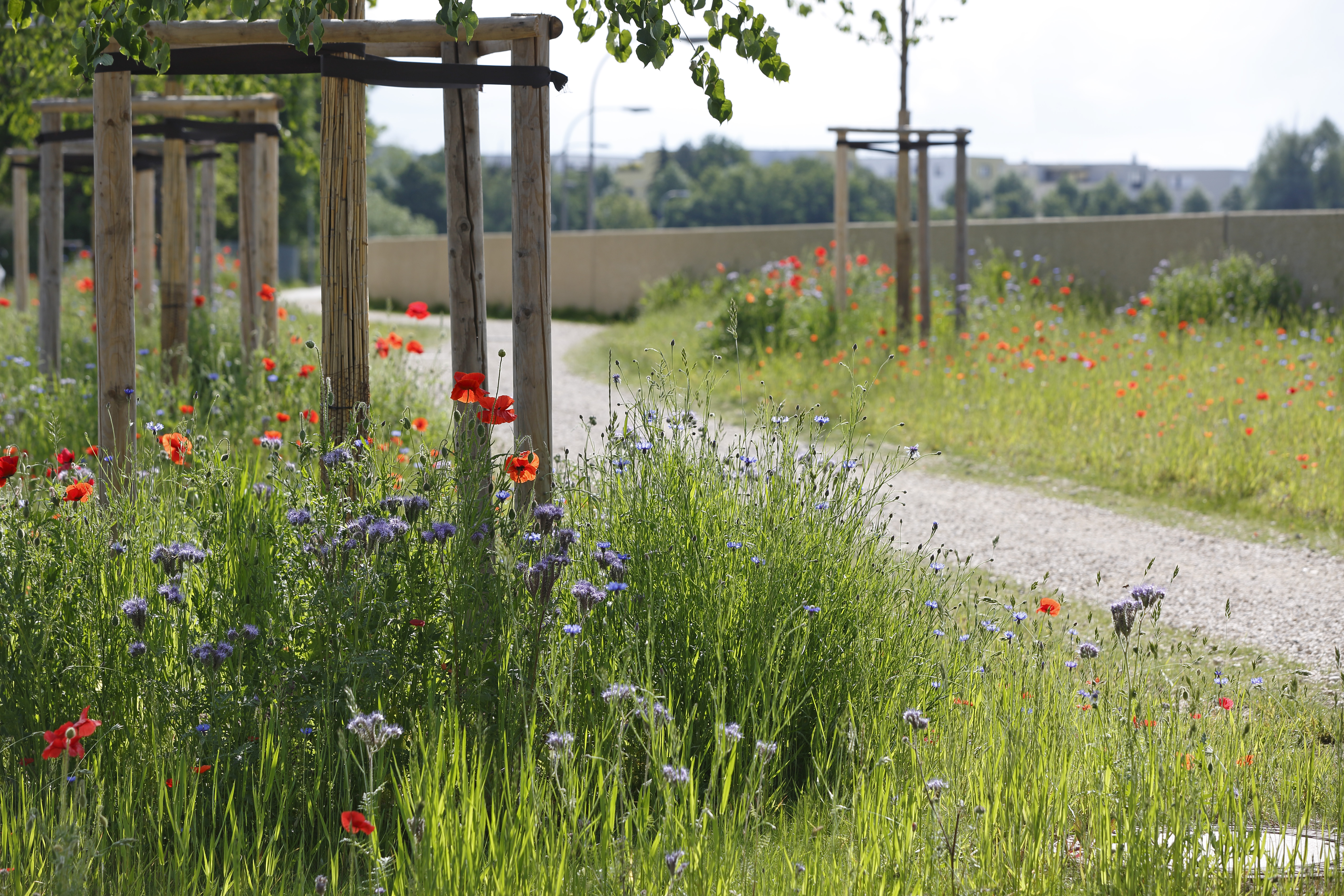 In Bildmitte schlängelt sich der Radweg, links neu gepflanzte Bäume in bunter Blumenwiese, im Hintergrund die HWS Mauer, ebenso bepflanzt.