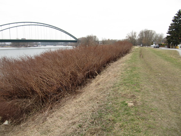 Das Ufer entlang der Donau noch bewachsen. Links die Osttangentenbrücke über die Donau und rechts vom erhöhten Uferstreifen, die Straße und Anwohner