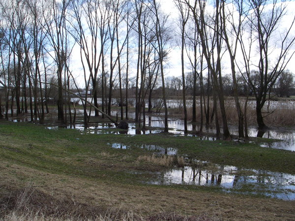Überschwemmte Wiesenflächen, die als Uferstreifen der Donau Platz geben zum Ausbreiten.